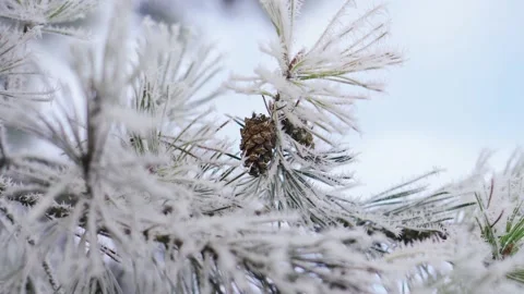 Close-up of cones on a branch of a Christmas tree frozen in the snow 스톡 동영상 144766928