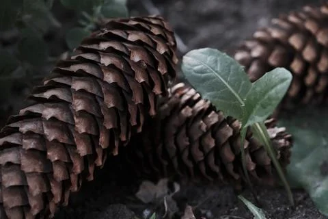 Close up of cones of fir tree lying on each other in the wood, background Stock Photos