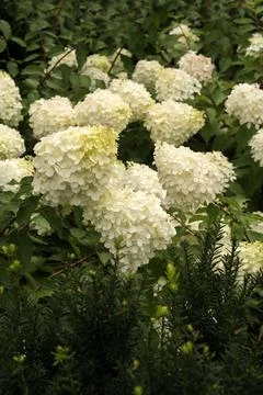 Close-up conical large inflorescences of white hydrangea Stock Photos