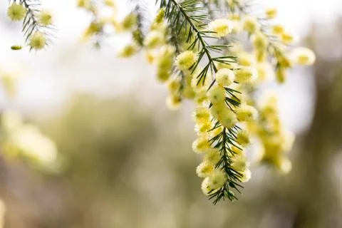 Close up of conifer blossoms in spring Stock Photos