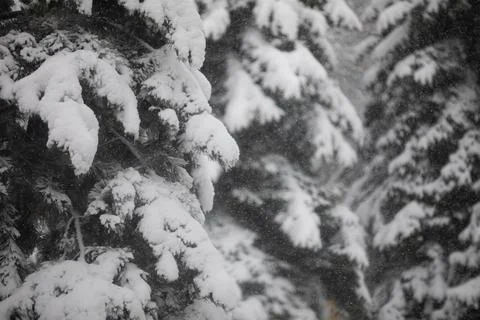 Close-up of conifer branches covered with a thick layer of snow Foto stock