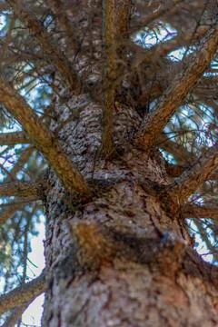 Close up conifer branches trunk bottom view Stock Photos