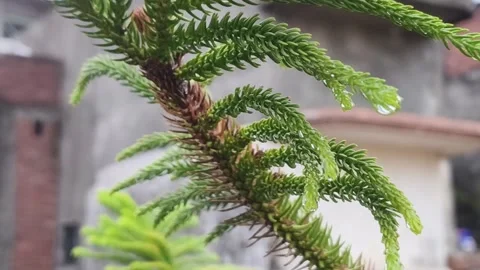 Close-Up Conifer Needles and Buds Stockbeeldmateriaal 340967951