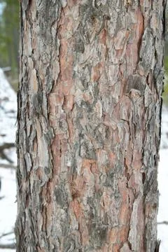 Close up of conifer pine bark and tree trunk Stock Photos