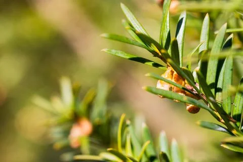 Close up of conifer tree branch in spring. Stock Photos