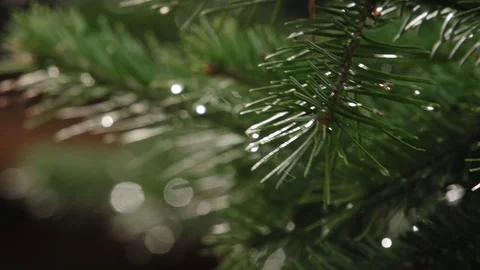 Close-up of coniferous branches, needles of Christmas tree, forest, defocus Stock Footage 128802998