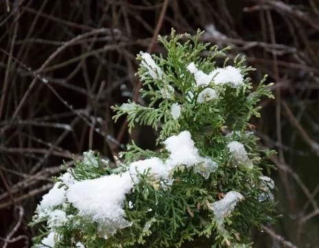 Close up coniferous part tree Stock Photos
