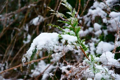 Close up coniferous part two Stock Photos