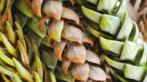 Close up coniferous pattern, lines of green and red colors Stock Photos