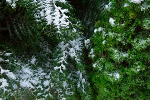 Close up coniferous Stock Photos