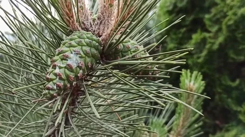 Close-up of a coniferous pine branch with cones Stock Footage 276292647