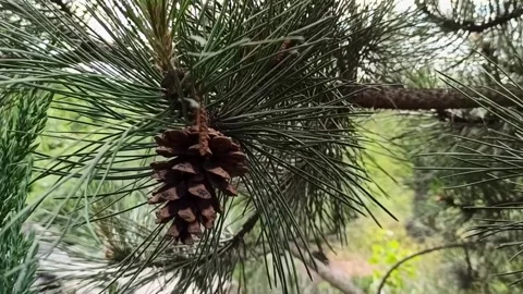 Close-up of a coniferous pine branch with cones Stock Footage 276292655