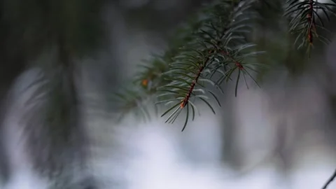 Close up of coniferous spruce branch swaying in wind during winter season i.. Stock Footage 337597470