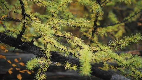 Close-up of a coniferous tree after the rain. Stock Footage 274284989