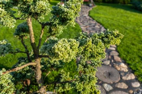 Close-up of a coniferous tree branch with a blurred background of green grass Stock Photos
