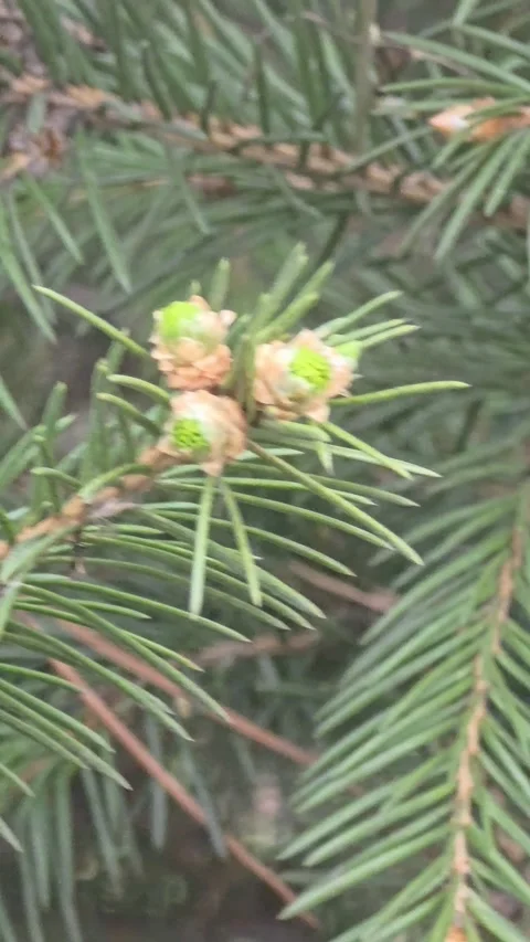 Close-up of a coniferous tree branch with green needles in nature. Stock Footage 333607024