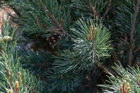 Close-up of coniferous tree branches Foto stock