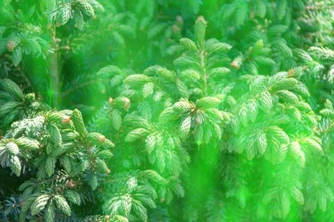 Close-up of coniferous tree branches Stock Photos