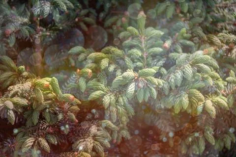 Close-up of coniferous tree branches Stock Photos