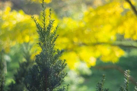 Close-up of a coniferous tree evergreen, needle-like leaves, sharp focus on c 库存照片