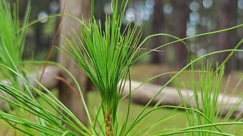 Close-up of a coniferous tree with green needles. Stock Footage 304583923