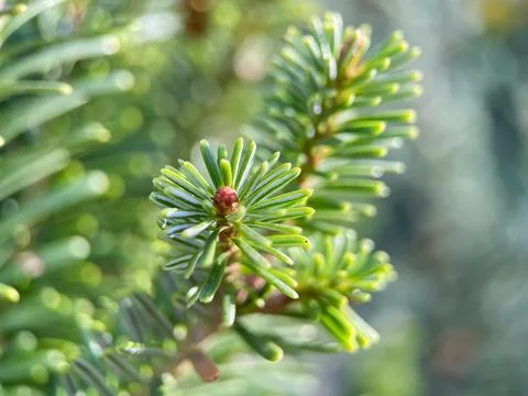 Close up of coniferous tree, needles of evergreen plant Stock Photos