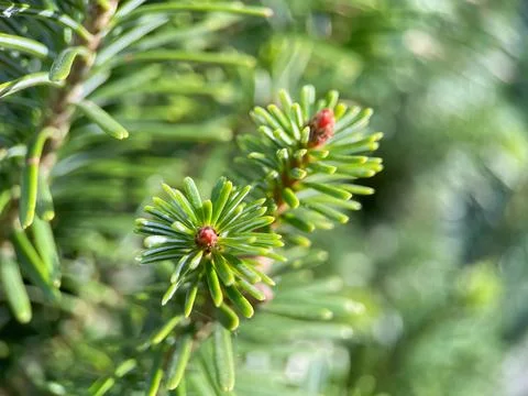 Close up of coniferous tree, needles of evergreen plant Stock Photos