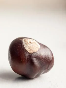 Close up of conker macro studio white background single Stock Photos