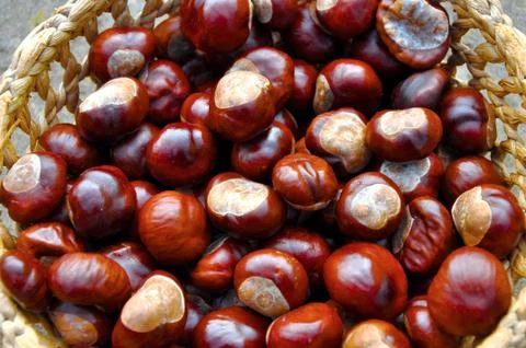 Close up of conkers in the basket Stock Photos