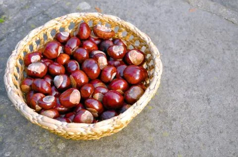 Close up of conkers in the basket Stock Photos