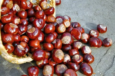 Close up of conkers in the basket 写真素材