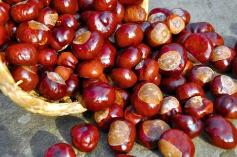 Close up of conkers in the basket Foto stock