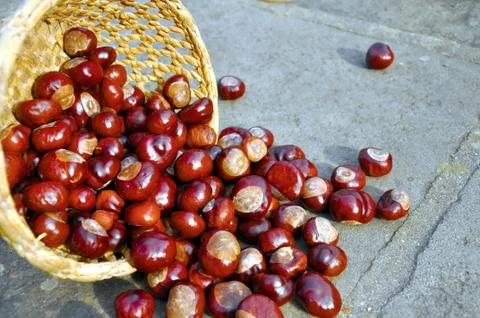 Close up of conkers in the basket Stock Photos