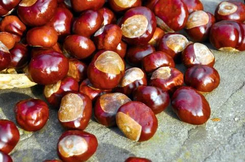 Close up of conkers in the basket Stock Photos