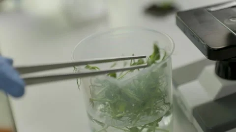 A close-up of a container with water containing plant sprouts. 스톡 동영상 303694511