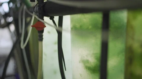 Close up on containers of different types of algae in a bioenergy lab Stock Footage 112511266