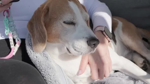 Close-up of a content Beagle dog relaxing on a persons lap while being gently Stock Footage 319988084