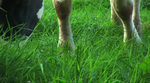 Close up of a contented cow Stock Footage 153388