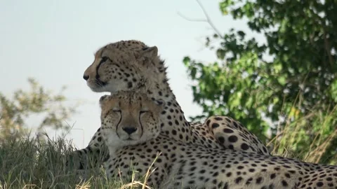 Close‑up continues; brief startle as one turns head sharply — Part 2 Stock Footage 320845023