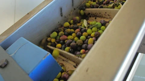 Close up of conveyor transfering unsorted and unwashed olives for next stage on Stock Footage 199414304