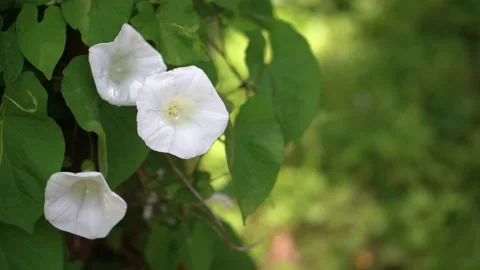 Close-up convolvulus, white bindweed in the garden on a sunny day, copy space,4K Stock Footage 133662111