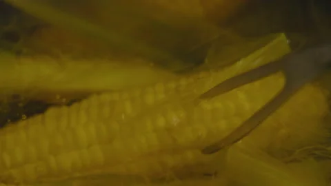 Close-up, Cook Lays Corn in Boiling Water Stock Footage 140726710