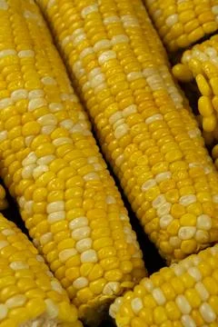 Close-up of cooked corn cobs Stock Photos