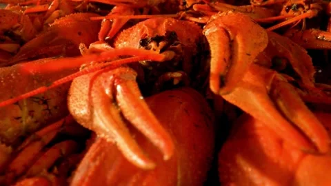Close-up of Cooked Crayfish, Red Crustaceans, Seafood Delicacy Stock Footage 308633024