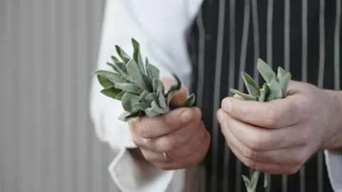 Close-up of cook's hands preparing fresh spices, sage, sage for cooking. Stock Footage 277452057