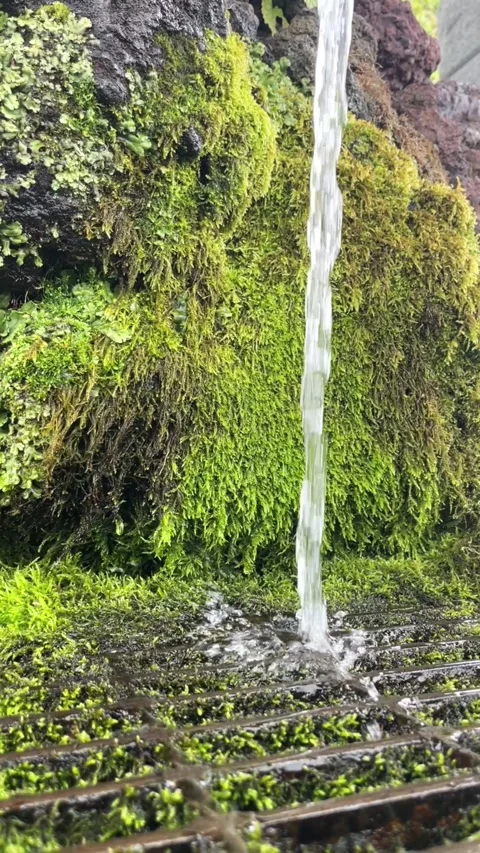 Close up of cool fresh natural spring water flowing with moss background Stock Footage 273014973