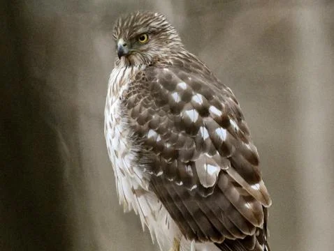 Close up Coopers Hawk Stock Photos