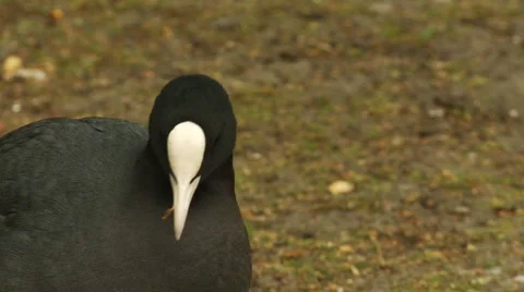Close up on Coot Vídeo Stock 3980946