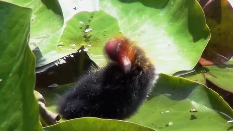 Close Up of the Coot Young Stock Footage 83263301