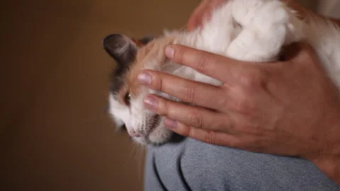 Close-up copped shot of unrecognizable owner holding cat and petting. Male owner Vídeos de archivo 255125304